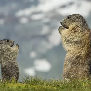 Marmot (Marmota marmota) with young in the Alps Marmot (Marmota marmota) with young in the Alps