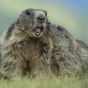 Marmot with young ( Marmot) animal Marmot with young ( Marmot) animal