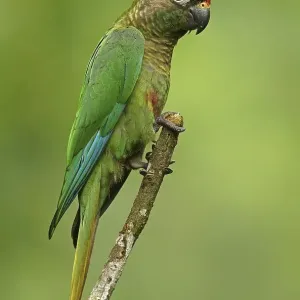 Maroon-bellied Parakeet (Pyrrhura frontalis)