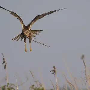 Marsh harrier (Circus aeruginosus)