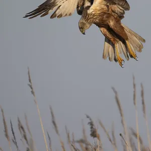 Marsh harrier (Circus aeruginosus)