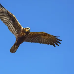 Marsh harrier (Circus aeruginosusv) in flight Marsh harrier (Circus aeruginosusv) in flight