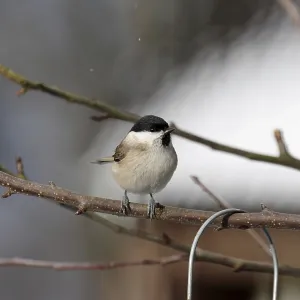 Marsh tit (Poecile palustris), winter Marsh tit (Poecile palustris), winter