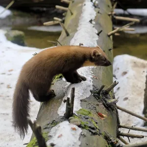 Marten Print, Bavarian Forest National Park, Germany Marten Print, Bavarian Forest National Park, Germany