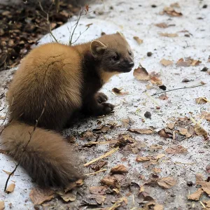 Marten Print: Bavarian Forest National Park, Germany Marten Print: Bavarian Forest National Park, Germany