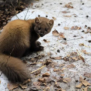 Marten Print - Bavarian Forest National Park, Germany Marten Print - Bavarian Forest National Park, Germany