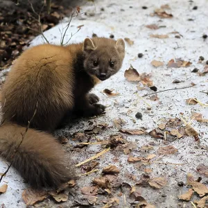 Marten Print: Bavarian Forest National Park, Germany Marten Print: Bavarian Forest National Park, Germany