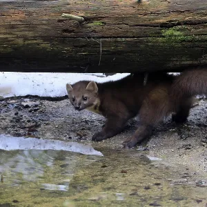 Marten Print: Alert in Bavarian Forest, Germany Marten Print: Alert in Bavarian Forest, Germany