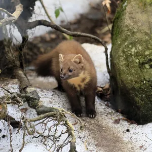 Marten (Martes martes), adult, alert Marten (Martes martes), adult, alert