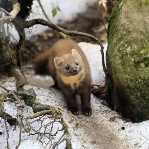 Marten Print: Curious Adult in Bavarian Forest, Germany Marten Print: Curious Adult in Bavarian Forest, Germany