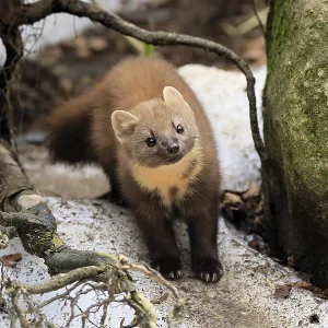 Marten Print, Bavarian Forest National Park, Germany Marten Print, Bavarian Forest National Park, Germany