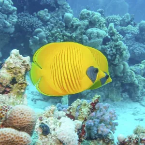 Masked Butterflyfish Print, Abu Ramada Reef, Red Sea Masked Butterflyfish Print, Abu Ramada Reef, Red Sea