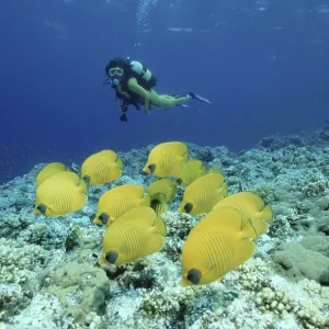 Masked Butterflyfish and diver Masked Butterflyfish and diver