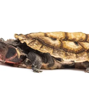 Mata Mata, Chelus fimbriata, turtle Mata Mata, Chelus fimbriata, turtle