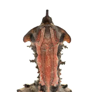 Mata Mata, turtle, Chelus fimbriata Mata Mata, turtle, Chelus fimbriata