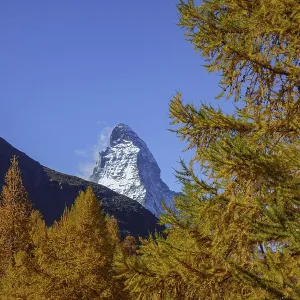 Matterhorn dominates golden larches in a clear autumn atmosphere