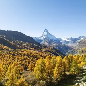 Matterhorn Mountain Print: Yellow Larches in Autumn