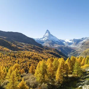 Matterhorn Mountain Print: Yellow Larches in Autumn Matterhorn Mountain Print: Yellow Larches in Autumn