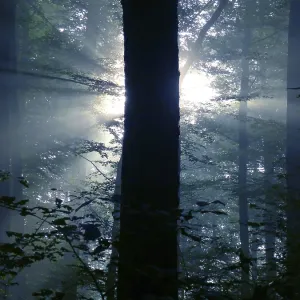 Maulbronn, fog in the forest with backlit rays of sunlight Maulbronn, fog in the forest with backlit rays of sunlight