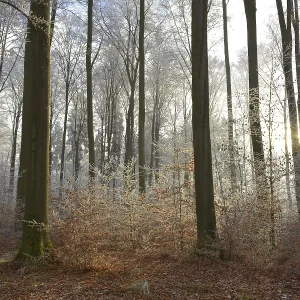 Maulbronn, Hoarfrost in the Forest Maulbronn, Hoarfrost in the Forest