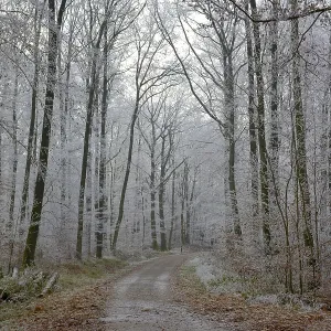 Maulbronn, Hoarfrost in the Forest Maulbronn, Hoarfrost in the Forest