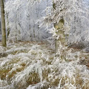 Maulbronn, Hoarfrost in the Forest Maulbronn, Hoarfrost in the Forest