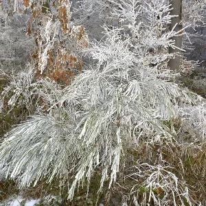 Maulbronn, Hoarfrost in the Forest Maulbronn, Hoarfrost in the Forest