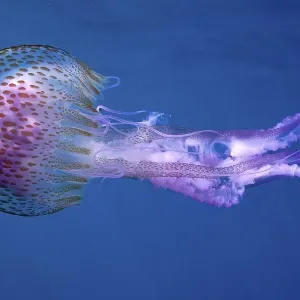 A mauve stinger (Pelagia noctiluca) drifts through the deep blue water A mauve stinger (Pelagia noctiluca) drifts through the deep blue water