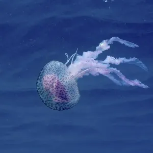 A mauve stinger (Pelagia noctiluca) floats gracefully in the deep blue water A mauve stinger (Pelagia noctiluca) floats gracefully in the deep blue water