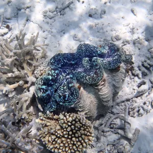 Maxima giant clam (Tridacna maxima)