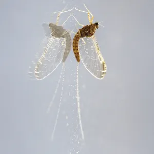 Mayfly (Ephemeroptera) sits on a window pane and is reflected in it