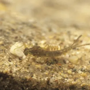 Mayfly nymph (Ephemeridae)