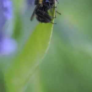 Meadow bumblebee (Bombus pratorum)