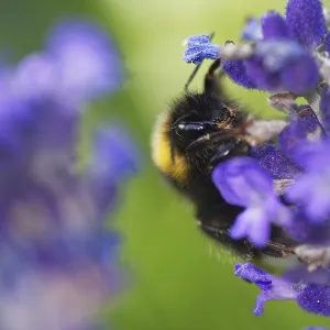 Meadow bumblebee (Bombus pratorum) collecting nectar and pollen on true lavender (Lavandula angustifolia)