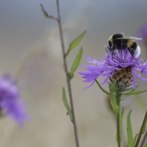 Meadow bumblebee (Bombus pratorum) collects nectar and pollen on cornflower (Centaurea cyanus)