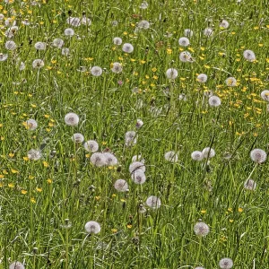 Meadow with dandelion, common dandelion (Taraxacum sect)