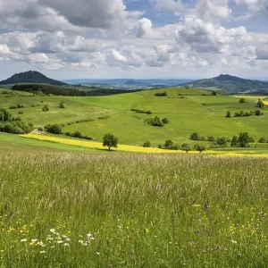 Meadow in early summer, Baden-Wuerttemberg