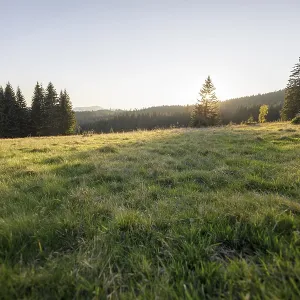 Meadow in the forest at sunrise in Todtnauberg