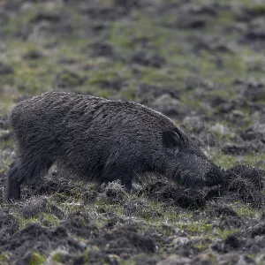 This meadow is obviously regularly visited by wild boar (Sus scrofa) in search of food This meadow is obviously regularly visited by wild boar (Sus scrofa) in search of food