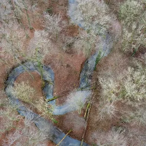 Meander of a low mountain stream in winter with beech forest