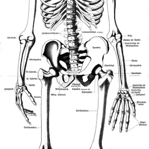 Medical illustration, bone framework