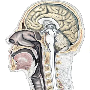 Medical illustration, cut through a human head and neck