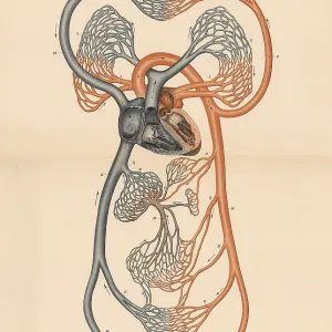 Medical illustration, diagram of human blood circulation