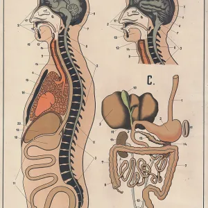Medical illustration, The human digestive system