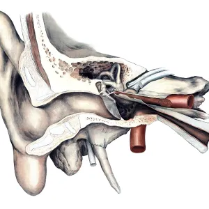 Medical illustration, The human hearing organ