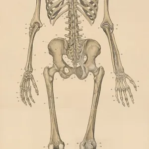 Medical illustration, human skeleton from behind