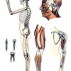 Medical illustration, human skeleton and muscles