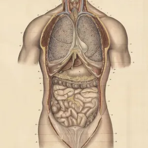 Medical illustration, intestines