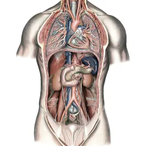 Medical illustration, lungs and internal organs of humans