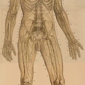 Medical illustration, The peripheral nervous system